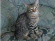 2 male cats for sale they are a 1 year old male bengal....