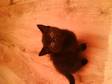 1 Left Beauiful Black Felmale Kitten