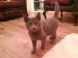 Beauiful Grey Tom for Sale