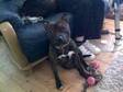Male Staffordshire Bull Terrier. Male staffie for sale....