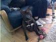 Male Staffordshire Bull Terrier. 14 month old male....