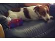 6 MONTH old male jack russell,  fully house trained, ....