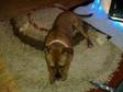 8 month old Female Staffie for sale. 8 month old female....