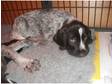 Beautiful German Wirehaired Pointer Puppies