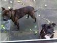 2 Male Staffordshire Bull Terriers £275. Black Brindle....