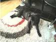 Male Staffordshire Bull Terrier £120. Black Brindle he....