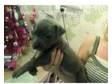 blue staffordshire bull terrier puppys ready now. 4 male....