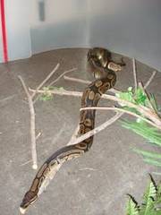 female ball python ( royal python ) 3ft long