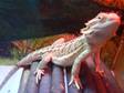 7 Month Old Bearded Dragon With Viv